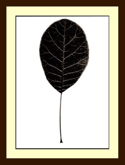 Leaf